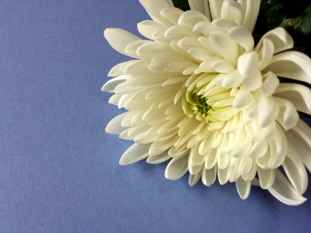 喪中　白い菊の花