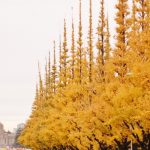 黄色く色付いた神宮外苑のいちょう並木