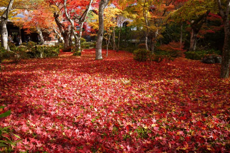 京都紅葉