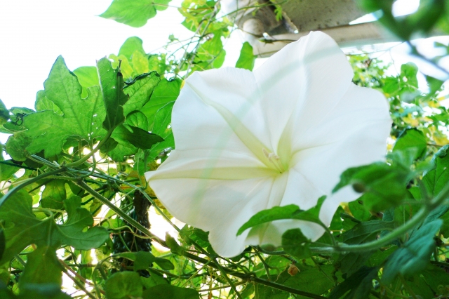 夕方から午前中にかけて咲く白い夕顔の花