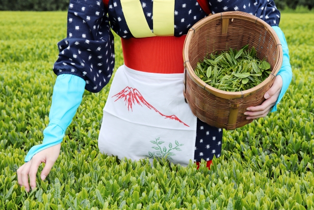 茶畑でお茶の新芽を積んでいる人